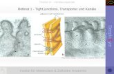Institut für Molekulare & Zelluläre Anatomie DeepInCyte SS 2012 Thema VI - Verdauungstrakt Referat 1 - Tight junctions, Transporter und Kanäle Ross, Pawlina: