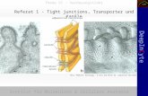 Institut für Molekulare & Zelluläre Anatomie DeepInCyte Thema VI - Verdauungstrakt Referat 1 - Tight junctions, Transporter und Kanäle Ross, Pawlina: Histology.