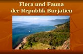 Flora und Fauna der Republik Burjatien. Junge von Baikalseerobbe (Pusa sibirica).