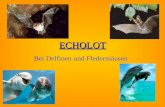 ECHOLOT Bei Delfinen und Fledermäusen. Gliederung Einleitung: Was ist Echolot?Einleitung: Was ist Echolot? Echolot bei DelfinenEcholot bei Delfinen Echolot.