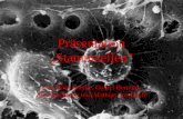 Präsentation Stammzellen von Thilo Hetzke, Daniel Bernard, Alex Bechtoldt und Mathias Stockhofe.