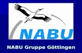 NABU Gruppe Göttingen. Mauersegler (Apus apus) Mauersegler (Apus apus)