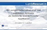 Projektmanagement, Modul 3.5 b, Dozentin: Prof. Dr. Antonia B. Kesel LumbRescueUs Die peristaltische Lokomotion von Lumbricus terrestris als Vorbild für.