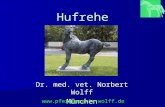 Hufrehe Dr. med. vet. Norbert Wolff München .