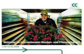 Mehrweg im internationalen Blumen- und Pflanzenhandel LVM 12.03.2008.