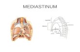 MEDIASTINUM. Was ist das Mediastinum? Mittelfellraum Etym.: latein. = in der Mitte Stehendes; Als Mediastinum wird der Raum zwischen Brustbein und Brustwirbelsäule.