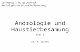 Vorlesung, 7. FS, WS 2007/08, Andrologie und künstliche Besamung Andrologie und Haustierbesamung Teil 1 Dr. J. Erices.