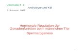 Untermodul 4 - 2 Andrologie und KB 6. Semester 2009 Hormonale Regulation der Gonadenfunktion beim männlichen Tier Spermatogenese 1.