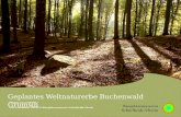 Tagung am 23.06.2011 Uwe Graumann, UNESCO-Biosphärenreservat Schorfheide-Chorin Geplantes Weltnaturerbe Buchenwald Grumsin.