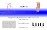 Adrian Schuster Insulin biologische, physiologische und medizinische Grundlagen Diabetes mellitus.