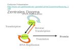 DNA DNA-Replikation RNA Reverse Transkription Protein Translation RNA-Replikation Transkription Gekürzte Präsentation:  greifswald.de/~genetik/Lehre/Zusammenfassung_1.ppt