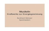 Muskeln Kraftwerke zur Energiegewinnung Burkhard Weisser Sportmedizin