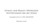 Kinesin und Myosin: Molekulare Schrittmotoren bei der Arbeit Hauptseminar im WS 2003/2004 Martina Leins.