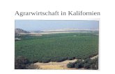 Agrarwirtschaft in Kalifornien. Kalifornisches Längstal Landwirtschaft beschränkt sich auf Tal Leeseite der Küstengebirge Windschatten der Sierra Nevada.