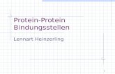 1 Protein-Protein Bindungsstellen Lennart Heinzerling.