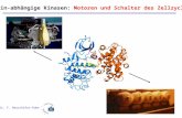 Cyclin-abhängige Kinasen: Motoren und Schalter des Zellzyclus Dr. F. Neuschäfer-Rube.