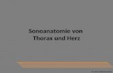 Dr. med. Gabriele Kamin Sonoanatomie von Thorax und Herz.