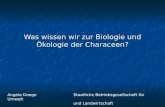 Was wissen wir zur Biologie und Ökologie der Characeen? Angela DoegeStaatliche Betriebsgesellschaft für Umwelt und Landwirtschaft.