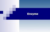 Enzyme. Affinitätschromatographie Elektrophorese Ziel des Versuchs Methoden