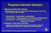 Klinik und Poliklinik für Neurochirurgie der WWU Münster, Lars Lemcke Periphere Nerven/ Schmerz Heilung durchtrennter Nerven Neuaussprossung von proximal.