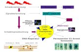 Schadenserkennung Signalweiterleitung Schadensprozessierung H2AX ? Chromatin ATM DNA-PK DNA-Reparatur (Nekrose) Apoptose Mitose- assoziierter Zelltod Permanenter.