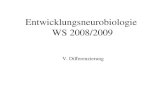 Entwicklungsneurobiologie WS 2008/2009 V. Differenzierung.