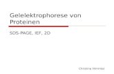 1 Gelelektrophorese von Proteinen SDS-PAGE, IEF, 2D Christina Himmler.