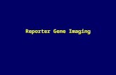 Reporter Gene Imaging. Using antibody fragments as artificial receptors Ligands Antibody fragments Membrane anchoring domains Hapten-X* Hapten 1 -X*Hapten.