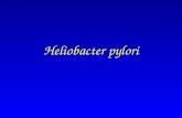 Heliobacter pylori. Morphologie Spiralig gekrümmtes Bakterium 0.3 – 0.5 m lang Gramnegativ Beweglich durch Begeisselung Mikroaerophil Gehörte ursprünglich.