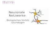 Neuronale Netzwerke Biologisches Vorbild Grundlagen