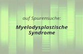 Auf Spurensuche: Myelodysplastische Syndrome. Das myelodysplastische Syndrom ist eine schwere, lebensbedrohliche Blutkrankheit. Es sind alle Altergruppen.