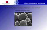 Institut für Mikrobiologie und Weinforschung Zellwandaufbau von Saccharomyces cerevisiae Referentin: Franziska Sorge .