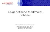 Epigenetische Merkmale: Schädel Übung: Anatomie und Osteologie Dozent: Prof. Dr. Kurt W. Alt Referent: Daniel Kouvaris Referat vom: 30.01.2007.