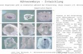 Hühnerembryo - Entwicklung Stadien in der Entwicklung eines Hühnerembryos. (a-h) Von einer Region am Rand der Keimscheibe, der Koller-Sichel (ks), wandern.