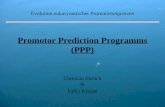 1 Promotor Prediction Programms (PPP) Christian Ehrlich & Falko Krause Evolution eukaryontischer Promotorsequenzen.