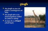 Giraffe Die Giraffe ist eines der größten Landsäugetiere der Welt. Die Giraffe ist eines der größten Landsäugetiere der Welt. Die Giraffe lebt in den Savannengebieten.