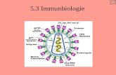 5.3 Immunbiologie IB-Aufgaben Definieren Sie Pathogen. Erläutern Sie, warum Antibiotika zwar gegen Bakterien, nicht aber gegen Viren wirksam sind. Umreißen.