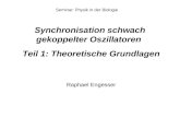 Synchronisation schwach gekoppelter Oszillatoren Teil 1: Theoretische Grundlagen Seminar: Physik in der Biologie Raphael Engesser.