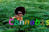 CannabisCannabis. Hanfpflanze Eine Pflanzengattung in der Familie der Hanfgewächse. Cannabisarten Wachstum Anwendungsmöglichkeiten.