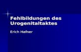 Fehlbildungen des Urogenitaltaktes Erich Hafner. Entdeckungsraten: Euroscan study group Stoll C, : 2001 isoliertmultipel isoliertmultipel Nierenfehlbildungen:83%89%