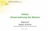Januar 2007 Pollen Powernahrung der Bienen Referent: Dieter Schürer (nach einem Referat von Dr. Dr. Helmut Horn)