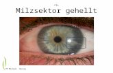 Cli Milzsektor gehellt HP Michael Herzog. O71108li Leitgefäß Milzsektor HP Michael Herzog.
