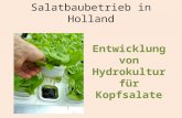 Salatbaubetrieb in Holland Entwicklung von Hydrokultur für Kopfsalate.