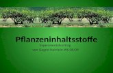Pflanzeninhaltsstoffe Experimentalvortrag von Siegrid Heinlein WS 08/09.