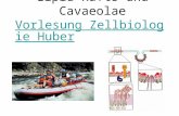 Lipid Rafts und Cavaeolae Vorlesung Zellbiologie Huber Vorlesung Zellbiologie Huber.