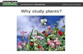 Why study plants?. Pflanzen sind, wie die meisten Tiere, vielzellige Eukaryonten Bakterien Archaea Tiere Pflanzen Pilze Gemeinsame Vorfahren.