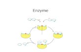 Enzyme. Ein Enzym ist ein hochspezifischer, biochemischer Katalysator. Er setzt also bestimmte Stoffe beschleunigt um, ohne dabei verbraucht zu werden.