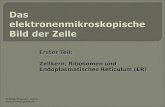 Erster Teil: Zellkern, Ribosomen und Endoplasmatisches Reticulum (ER) © 2008, Thomas J. Golnik .