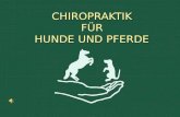 CHIROPRAKTIK FÜR HUNDE UND PFERDE. Was ist Chiropraktik? Chiropraktik setzt sich aus den beiden griechischen Wörtern Cheiros und praktikos zusammen, das.