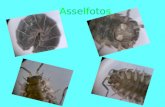 Asselfotos. Steckbrief Rollassel Die Rollassel Name: Rollassel Ordnung: Isopoda Familie: Armadillidiidae Kennzeichen: Hellbraune bis schwarze Asseln mit.